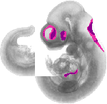 mouse atlas EMAGE spatial in situ gene expression database None