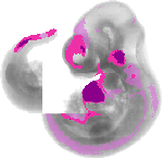 mouse atlas EMAGE spatial in situ gene expression database None