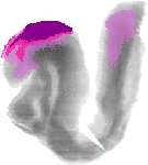 mouse atlas EMAGE spatial in situ gene expression database None