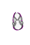 mouse atlas EMAGE spatial in situ gene expression database None
