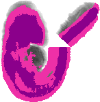 mouse atlas EMAGE spatial in situ gene expression database None