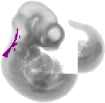 mouse atlas EMAGE spatial in situ gene expression database None