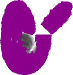 mouse atlas EMAGE spatial in situ gene expression database None