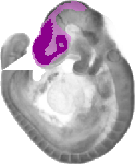 mouse atlas EMAGE spatial in situ gene expression database None