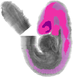 mouse atlas EMAGE spatial in situ gene expression database None