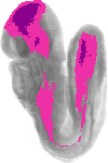 mouse atlas EMAGE spatial in situ gene expression database None