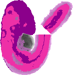 mouse atlas EMAGE spatial in situ gene expression database None