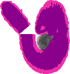 mouse atlas EMAGE spatial in situ gene expression database None