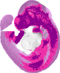mouse atlas EMAGE spatial in situ gene expression database None