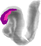 mouse atlas EMAGE spatial in situ gene expression database None
