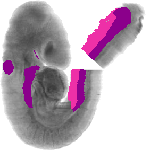 mouse atlas EMAGE spatial in situ gene expression database None