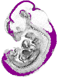 mouse atlas EMAGE spatial in situ gene expression database None