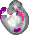 mouse atlas EMAGE spatial in situ gene expression database None