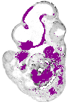 mouse atlas EMAGE spatial in situ gene expression database None