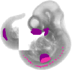mouse atlas EMAGE spatial in situ gene expression database None