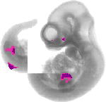 mouse atlas EMAGE spatial in situ gene expression database None