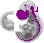 mouse atlas EMAGE spatial in situ gene expression database None