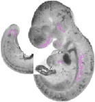 mouse atlas EMAGE spatial in situ gene expression database None