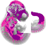 mouse atlas EMAGE spatial in situ gene expression database None