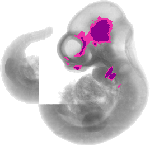 mouse atlas EMAGE spatial in situ gene expression database None