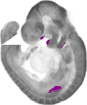 mouse atlas EMAGE spatial in situ gene expression database None