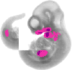 mouse atlas EMAGE spatial in situ gene expression database None