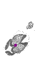 mouse atlas EMAGE spatial in situ gene expression database None