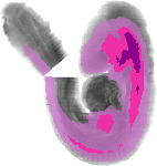 mouse atlas EMAGE spatial in situ gene expression database None
