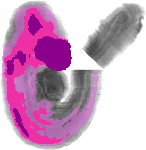 mouse atlas EMAGE spatial in situ gene expression database None