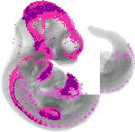 mouse atlas EMAGE spatial in situ gene expression database None