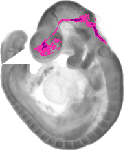 mouse atlas EMAGE spatial in situ gene expression database None