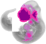 mouse atlas EMAGE spatial in situ gene expression database None