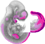 mouse atlas EMAGE spatial in situ gene expression database None