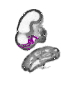 mouse atlas EMAGE spatial in situ gene expression database None