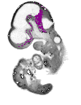 mouse atlas EMAGE spatial in situ gene expression database None