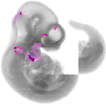 mouse atlas EMAGE spatial in situ gene expression database None