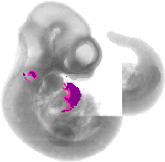 mouse atlas EMAGE spatial in situ gene expression database None