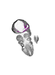 mouse atlas EMAGE spatial in situ gene expression database None