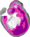 mouse atlas EMAGE spatial in situ gene expression database None