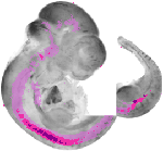 mouse atlas EMAGE spatial in situ gene expression database None