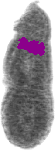 mouse atlas EMAGE spatial in situ gene expression database None