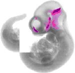mouse atlas EMAGE spatial in situ gene expression database None