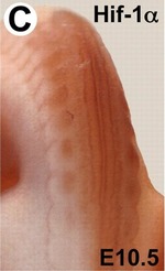 EMAGE:5974