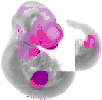 mouse atlas EMAGE spatial in situ gene expression database None