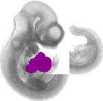 mouse atlas EMAGE spatial in situ gene expression database None