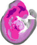 mouse atlas EMAGE spatial in situ gene expression database None