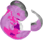 mouse atlas EMAGE spatial in situ gene expression database None