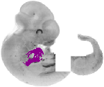 mouse atlas EMAGE spatial in situ gene expression database None