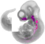 mouse atlas EMAGE spatial in situ gene expression database None