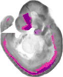 mouse atlas EMAGE spatial in situ gene expression database None